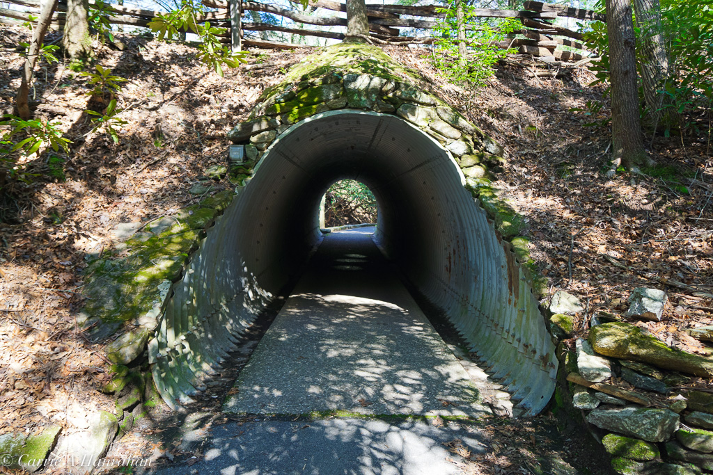 Cradle of Forestry-11