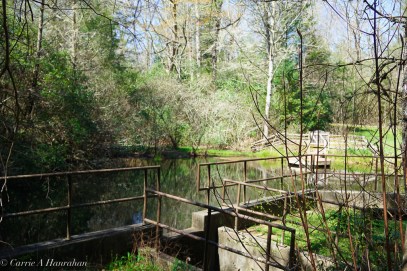 Cradle of Forestry-17