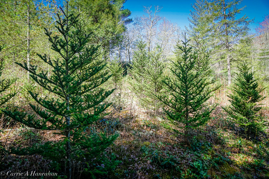 Cradle of Forestry-21