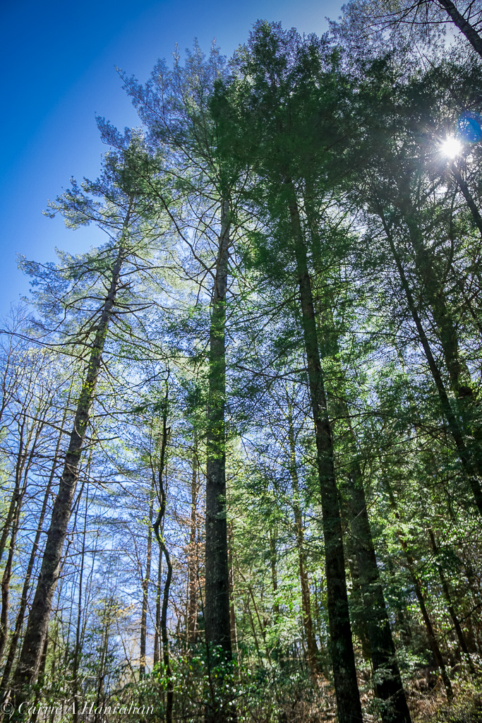 Cradle of Forestry-22