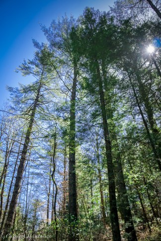 Cradle of Forestry-22