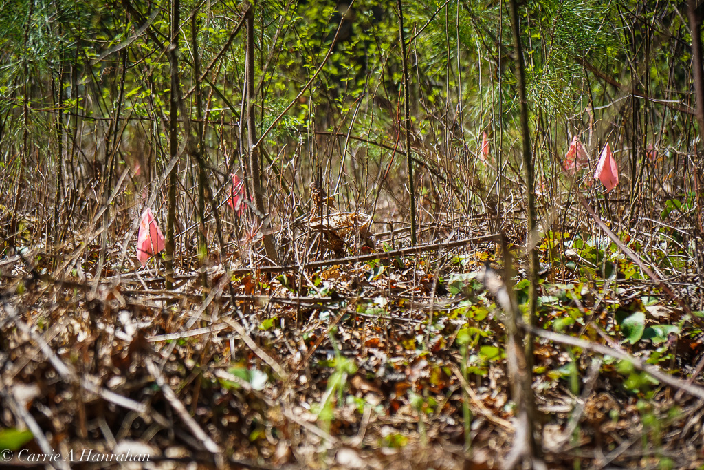 Cradle of Forestry-29