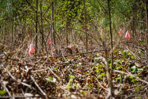 Cradle of Forestry-29