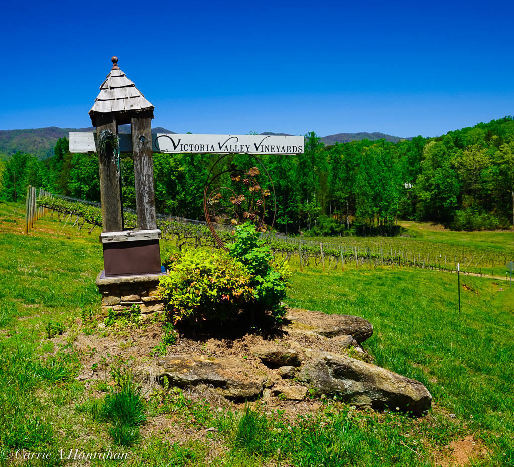 Victoria Valley Vineyard-9